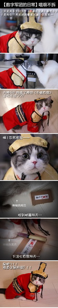 图片: 图12-喵艰不拆.jpg